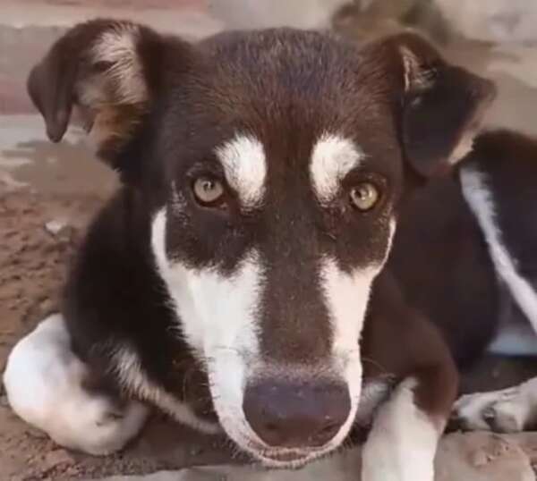 Defensa Animal realiza “decomisos” de mascotas: ¿en qué consisten y cómo denunciar casos? - Mascotas - ABC Color