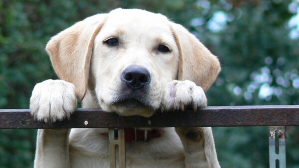 Perros grandes o con la nariz chata viven menos que los pequeños, según nuevo estudio