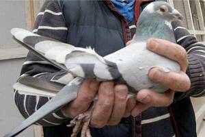 ¡Novaseo! Después de 8 meses liberaron al pajarito que tenían preso por un hecho insólito