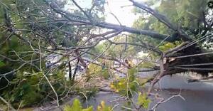 Árbol cayó, derribó columnas y causó akãrasy en el tráfico