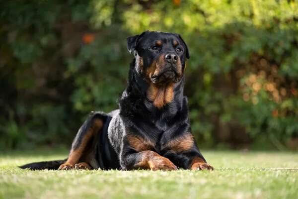 Un perro mordió en el rostro a una niña en Mariano Roque Alonso - Policiales - ABC Color