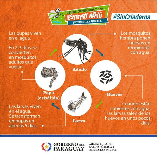 Exhortan a la prevención del dengue en bebés y niños
