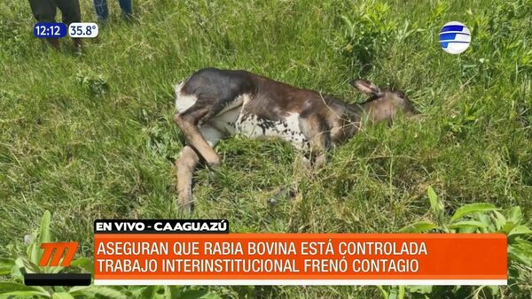 Rabia bovina estaría controlada en Caaguazú | Telefuturo