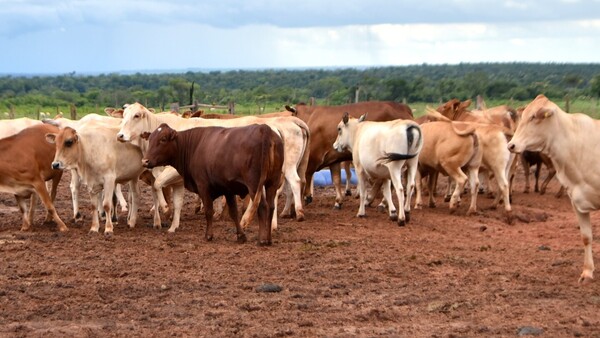 Rabia bovina en Caaguazú “está bajo control”, según autoridades