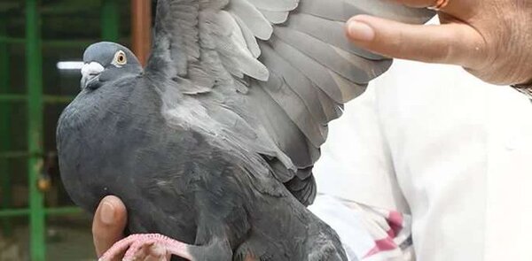 India libera a una paloma detenida bajo sospecha de espiar para China
