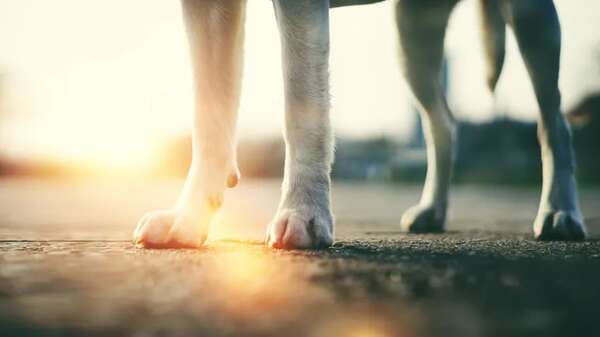 Sacar a pasear a tu perro con este calor puede no ser tan buena idea - Mascotas - ABC Color