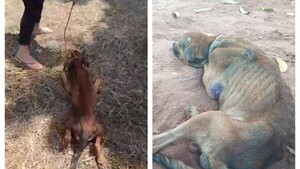 Pagó a un “chespi” para que le mate a su perro, pero sobrevivió