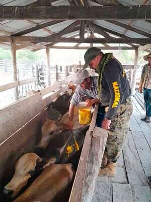 Feroz enfrentamiento entre policías y abigeos en el Chaco - Policiales - ABC Color