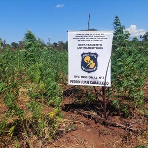 Operativo Basalto: Destruyen seis hectáreas de plantación de marihuana en Fortuna Guazú