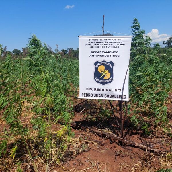 Operativo Basalto: Destruyen seis hectáreas de plantación de marihuana en Fortuna Guazú