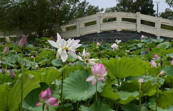 Eclosión de colores en Parque Ñu Guazú por la aparición de la flor de loto - Nacionales - ABC Color