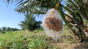 Tierra bendecida: Producción de dátiles Medjool sobresale en el Chaco (una de las variedades más cotizadas del mundo)