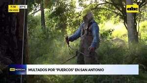 Video: Multado “por puercos” en San Antonio - ABC Noticias - ABC Color