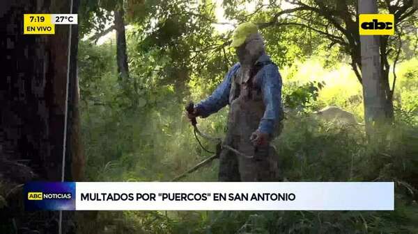 Video: Multado “por puercos” en San Antonio - ABC Noticias - ABC Color