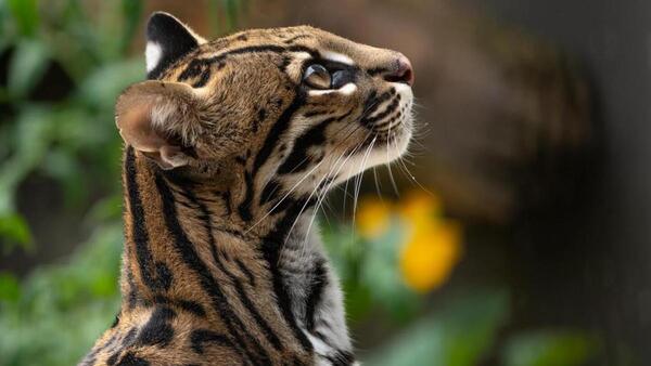 Una ocelote rescatada en Paraguay vivirá en humedal de Argentina