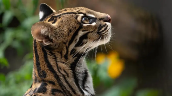 Una ocelote rescatada en Paraguay vivirá en humedal de Argentina