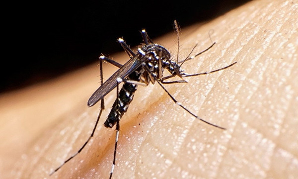 Ante los disparados casos de dengue “el estado de emergencia” declara Río de Janeiro