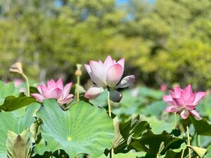 Las flores de loto pintan el verano en el Parque Ñu Guasu - .::Agencia IP::.