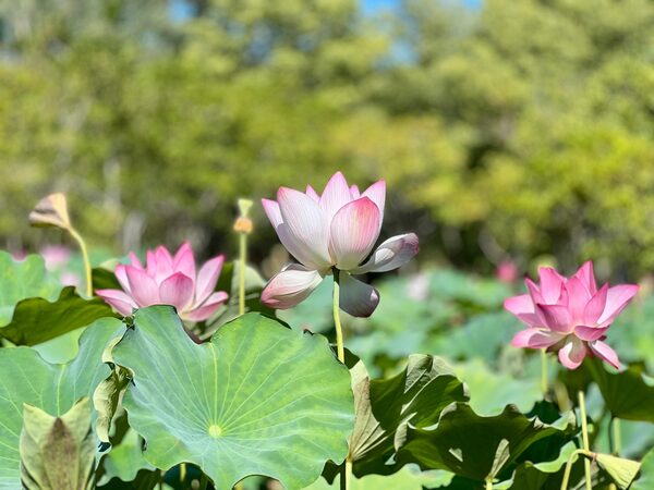 Las flores de loto pintan el verano en el Parque Ñu Guasu - .::Agencia IP::.