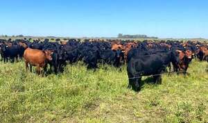 Anuncian avances para trazabilidad en producción agrícola y ganadera