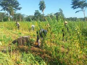 Sesameros inician cosecha y venta del producto - Nacionales - ABC Color