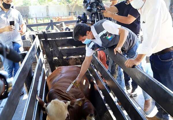 Proyectan vacunar 13.500.000 bovinos contra la aftosa - Nacionales - ABC Color