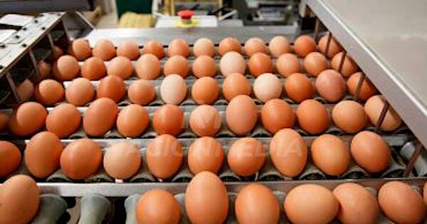 La Nación / Crece el 10 % la producción de huevos