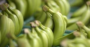 La Nación / Rusia prohíbe bananas de Ecuador