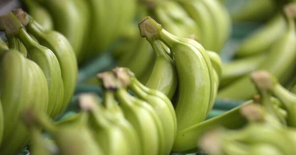 La Nación / Rusia prohíbe bananas de Ecuador