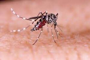 El dengue nos golpea duro - El Independiente