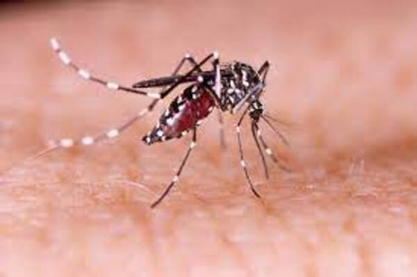 El dengue nos golpea duro - El Independiente
