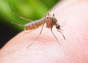 Instalan centro de emergencia sobre dengue en Paraná, Brasil - La Clave