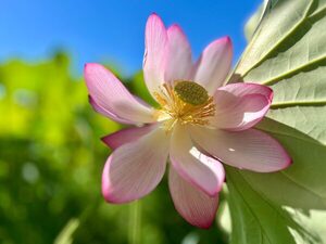 Flores de loto crean un espectáculo natural en Parque Ñu Guasú - trece