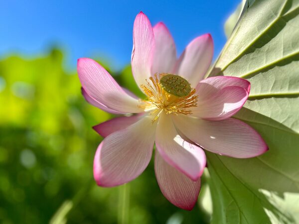 Flores de loto crean un espectáculo natural en Parque Ñu Guasú - trece