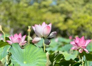 Contemplan belleza de flores de loto en Parque Ñu Guasú - Unicanal