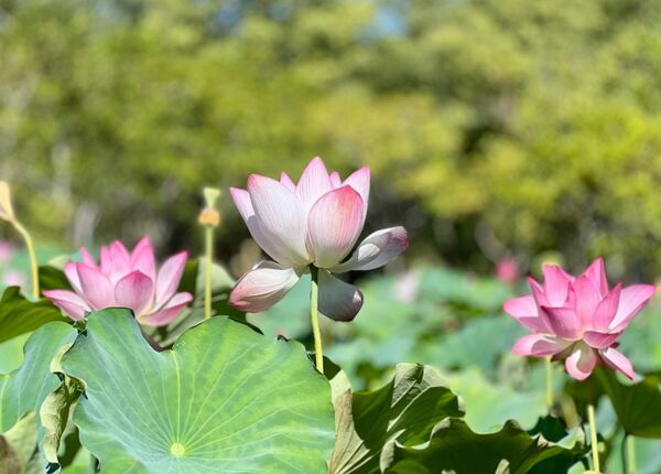 Contemplan belleza de flores de loto en Parque Ñu Guasú - Unicanal
