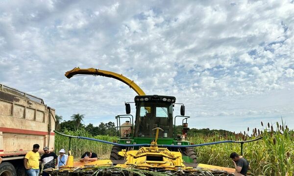 TRAGEDIA: Niño estaba escondido entre plantaciones y máquina forrajera pasó encima