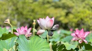 Flores de loto embellecen un sector del Parque Ñu Guasu