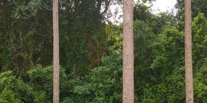 HALLAZGO DE CADÁVER DE UN HOMBRE EN KRESBURGO - Itapúa Noticias