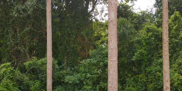 HALLAZGO DE CADÁVER DE UN HOMBRE EN KRESBURGO - Itapúa Noticias
