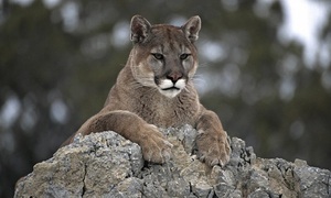 Conozca más sobre el puma | Telefuturo