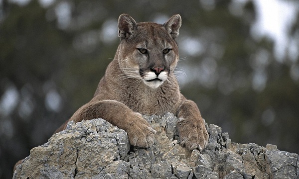 Conozca más sobre el puma | Telefuturo