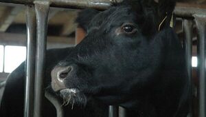 Paraguay debe optimizar su sistema de trazabilidad bovina para afianzar su participación en mercados de relevancia