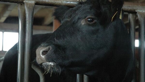 Paraguay debe optimizar su sistema de trazabilidad bovina para afianzar su participación en mercados de relevancia