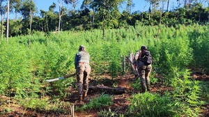 SENAD elimina 24 toneladas de marihuana en Itapúa
