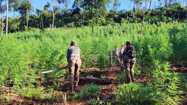 SENAD elimina 24 toneladas de marihuana en Itapúa
