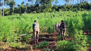 SENAD elimina 24 toneladas de marihuana en Itapúa