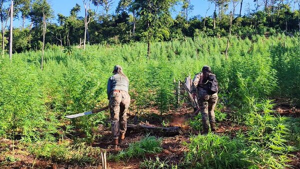 SENAD elimina 24 toneladas de marihuana en Itapúa