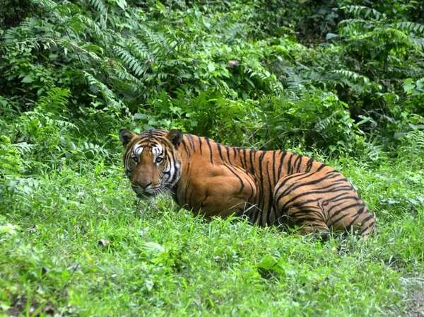 Tigre del Himalaya se aventura a vivir cada vez más alto - Ciencia - ABC Color