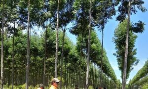Podaba eucaliptos y fue electrocutado